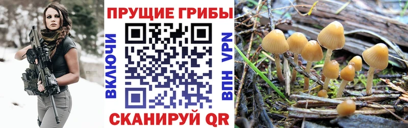 Псилоцибиновые грибы мицелий  Венёв 